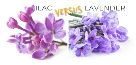 Lilac and Co. @gardevorerps , Twitter Profile .
